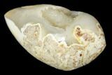 Chalcedony Replaced Gastropod With Sparkly Quartz - India #188029-1